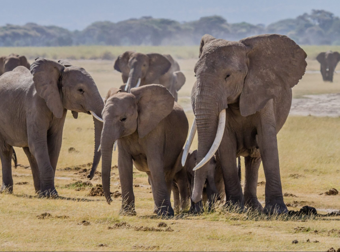 Zimbabwe to cull elephants and distribute meat to people
