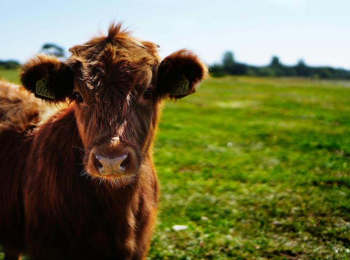 Foot-and-Mouth Outbreak Escalates: 344 FS Cases Spark National Alarm